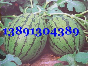 北京大洋路農副產品批發市場 特色農副產品全覽