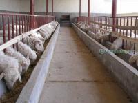 山西省小尾寒羊市場行情分析與采購指南